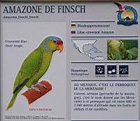 Amazone de Finsch, Amazona finschi finschi (Photo F. Mrugala) (txt)